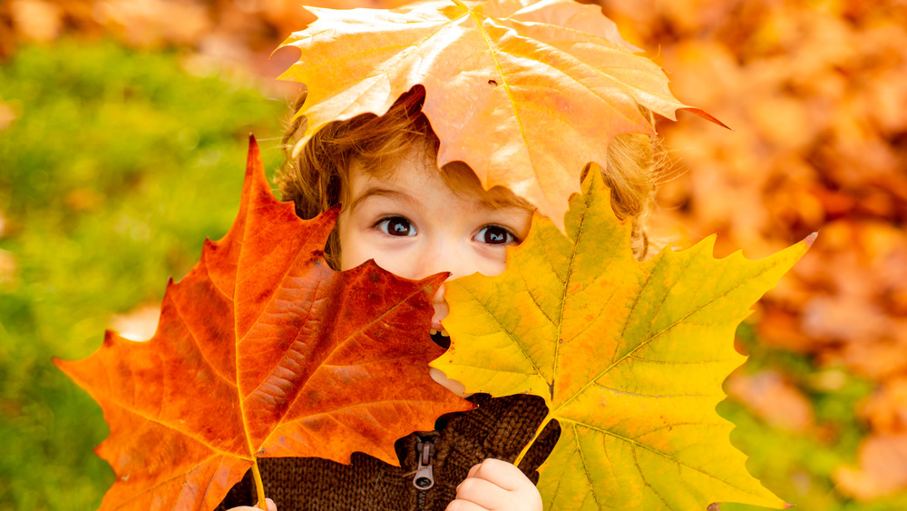 Child holding up autumn leaves 