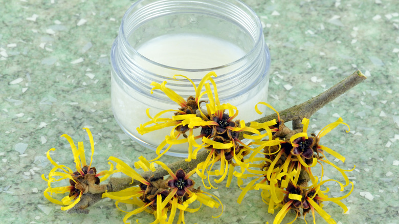 Witch-hazel plant next to tub of cream