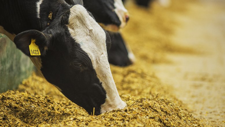 Cows eating hay