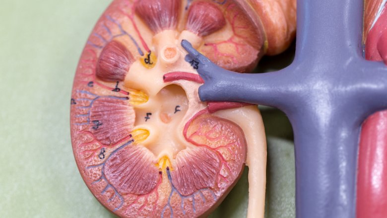 An anatomical model of a kidney