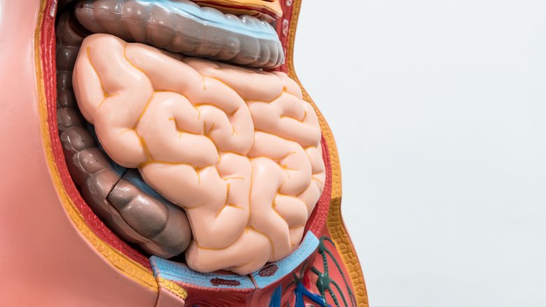 An anatomical model of the colon