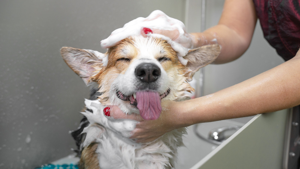 woman giving dog a bath