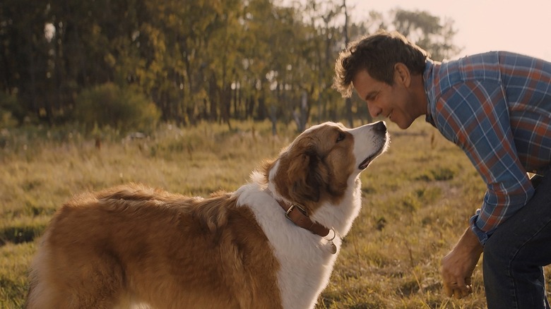 Dennis Quaid in "A Dog's Journey"