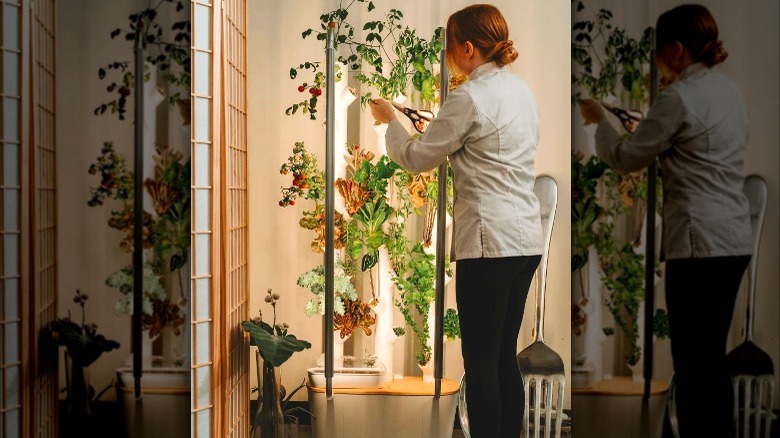 Woman trimming indoor vegetable plants