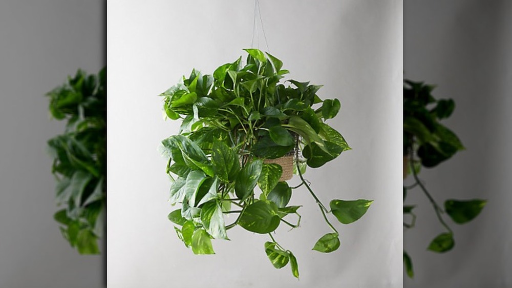 Hanging plant, a 2020 holiday gift every woman is dying to unwrap this year