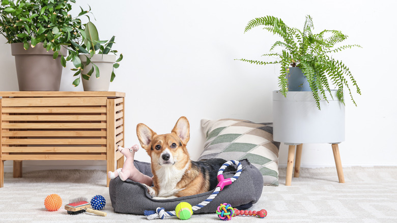 corgi with dog toys