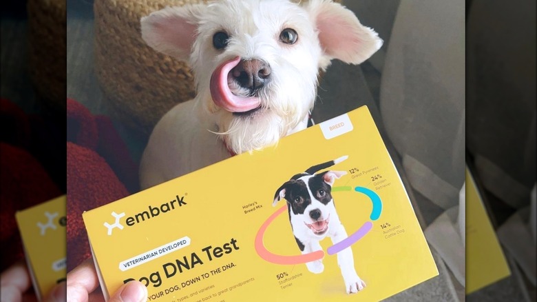 White dog and dog DNA Kit in yellow box