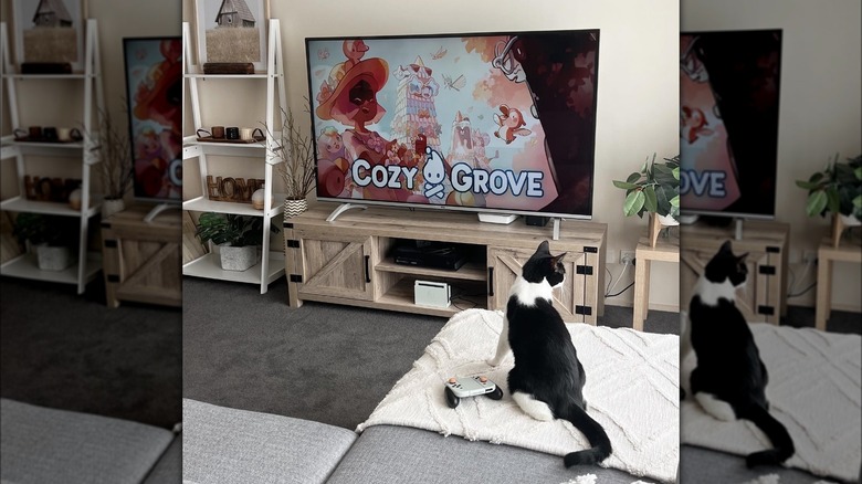 TV showing Cozy Grove with cat nearby