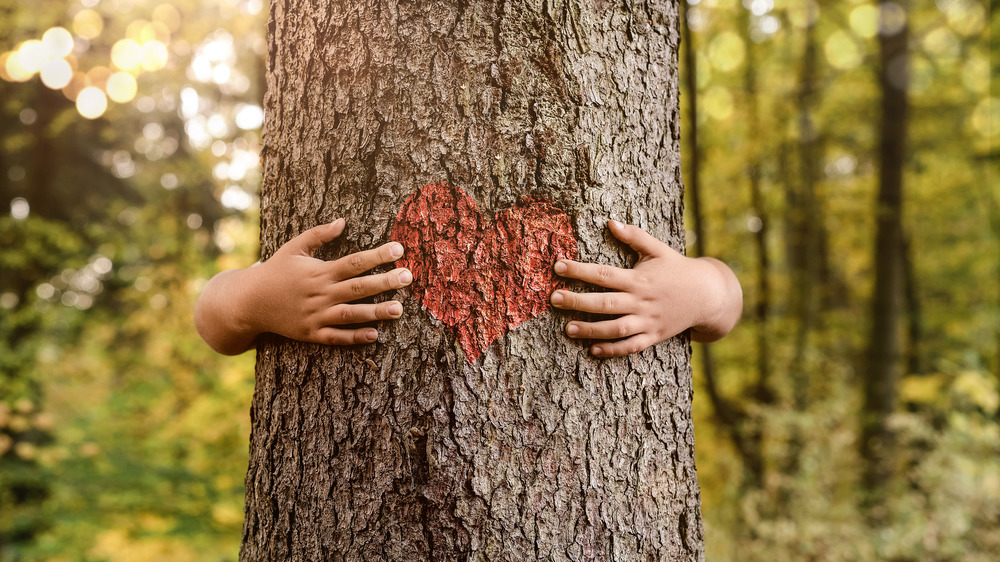 Two hands embracing tree heart