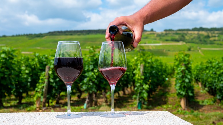 Person pouring wine with vineyards in the background