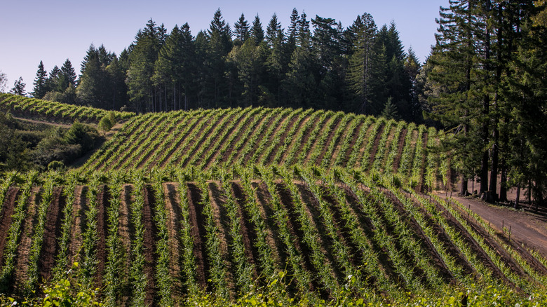 Hillside Pinot Noir vineyard