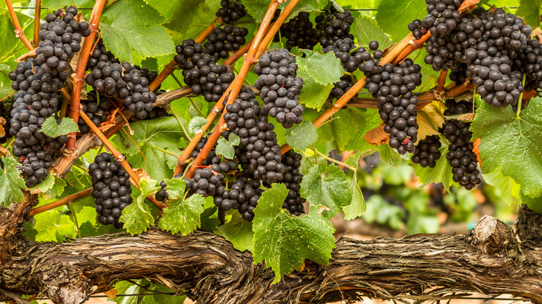 Pinot noir grapes on the vine