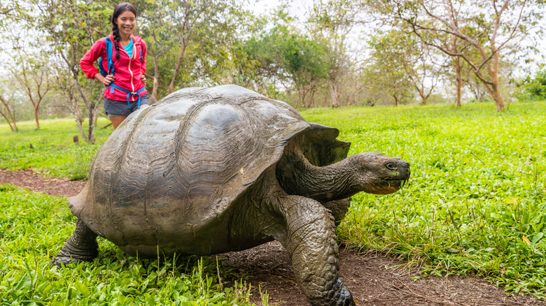 Woman looking at a Galapagos tortoise