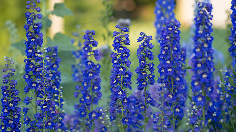 Blue delphiniums