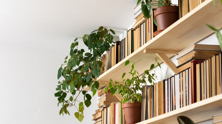 A shelf of books