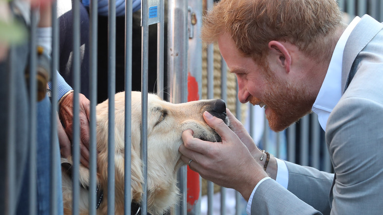 Prince Harry pets a dog