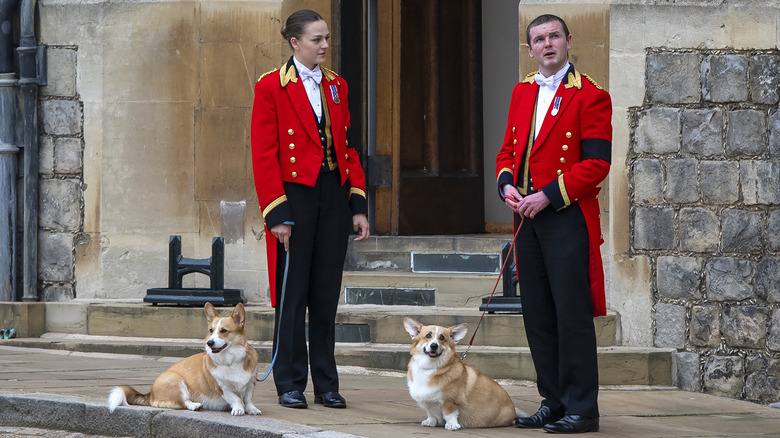 queen's corgis waiting at Windsor