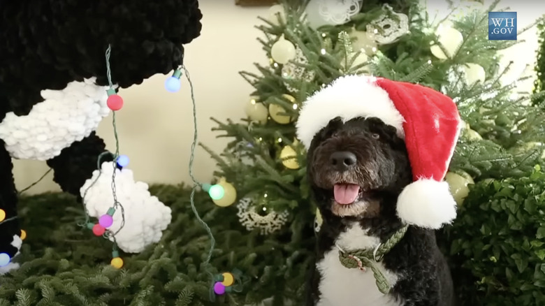 Bo wearing a Santa hat at the White House