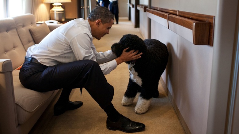 Barack Obama playing with Bo on Air Force One