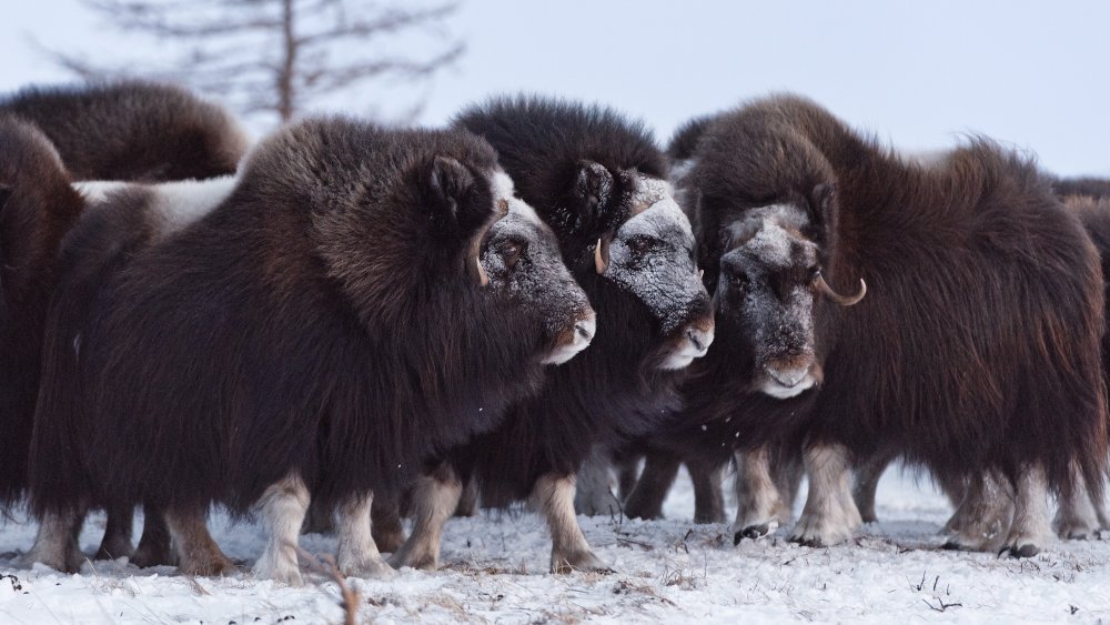 group of musk ox