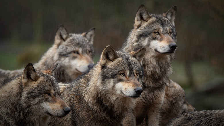 A wolf pack 
