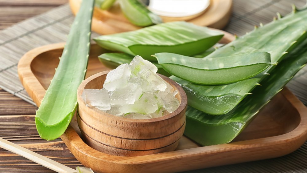 cut-up aloe vera showing gel