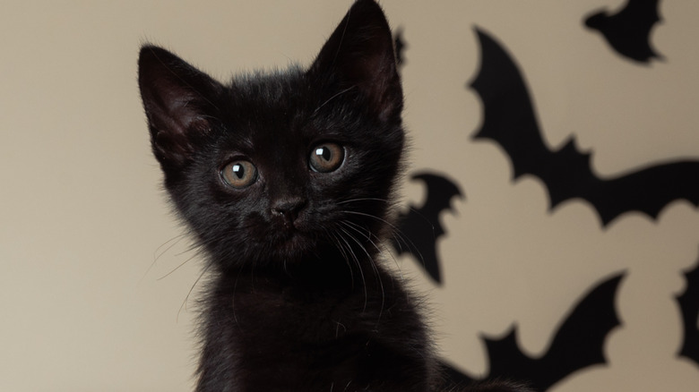 Black kitten with bats in background