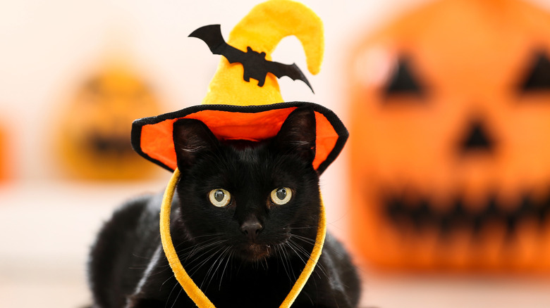 Black cat in Halloween hat