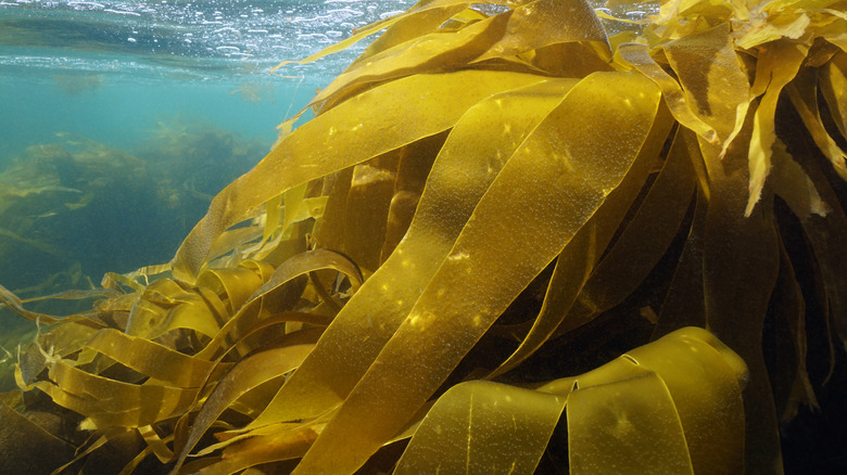 Algae Seaweed Plants 