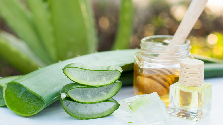 Aloe Vera plant