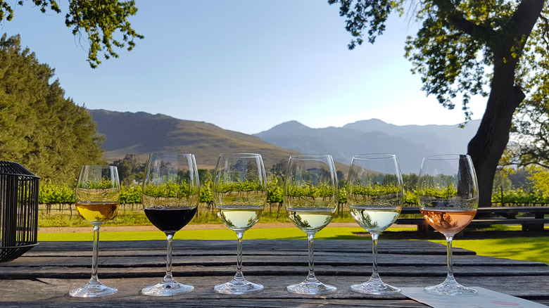 Glasses of wine lined up at a South African winery 