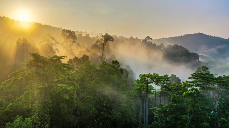 rainforest at dawn 