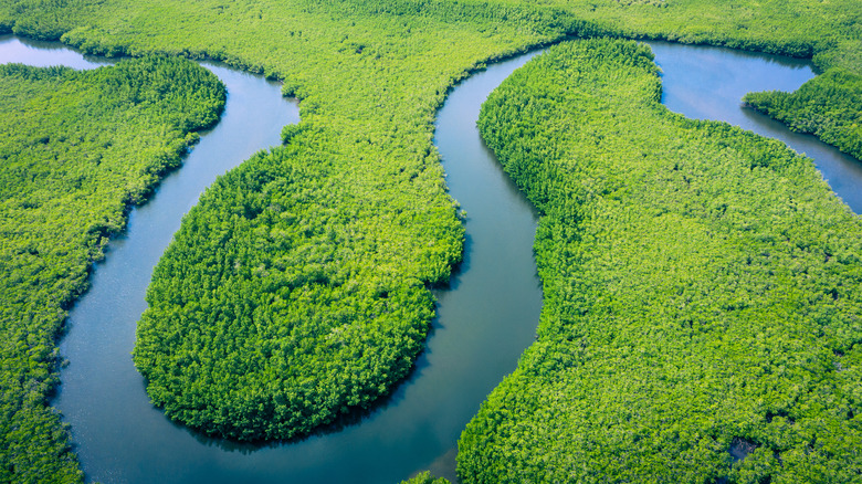 Rainforest and river from above 