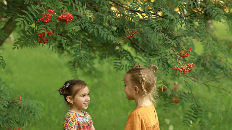 Little girls beneath rowan tree