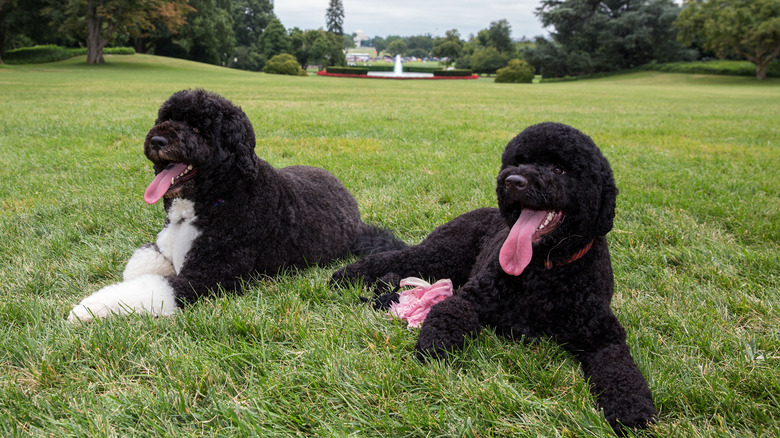 File: Bo and Sunny Obama