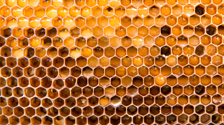 Bee propolis and honey