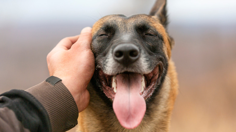 A happy dog