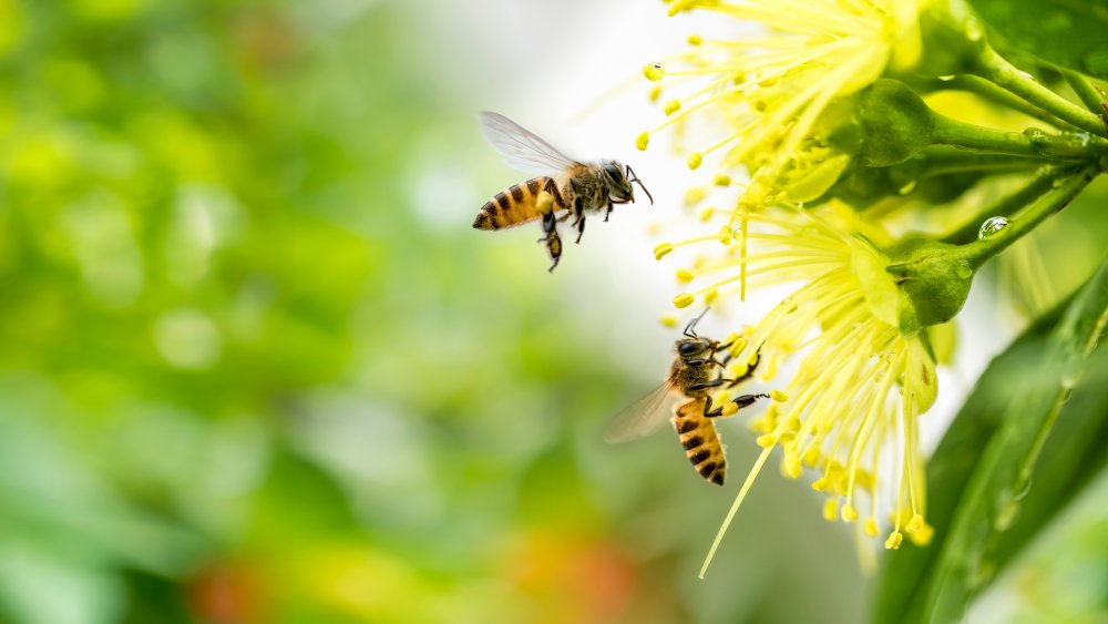 Bees on flowers