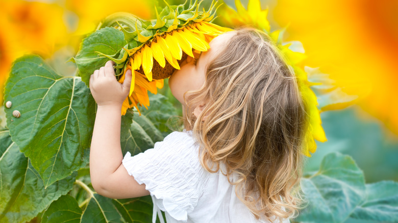 baby smelling sunflower