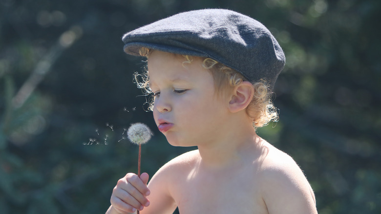 little boy blowing dandelion fuzz