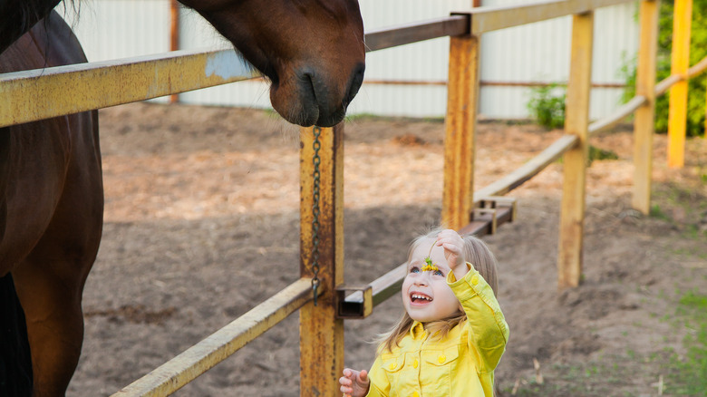 little girl giving dandelion to a horse