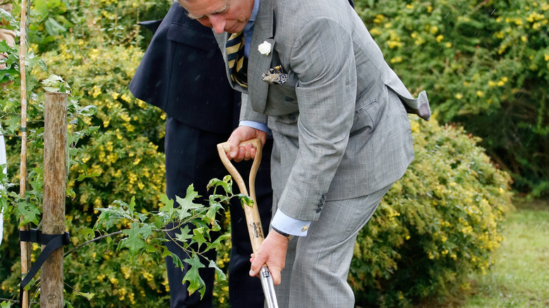 Prince Charles digging a hole for planting a tree