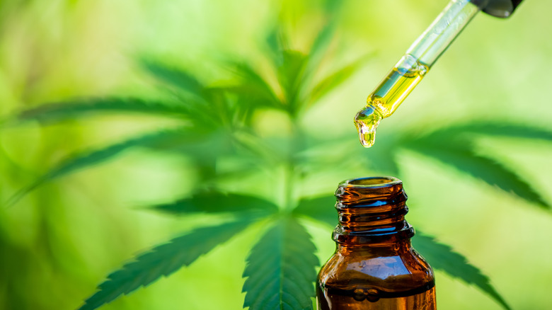 CBD Oil with marijuana leaves