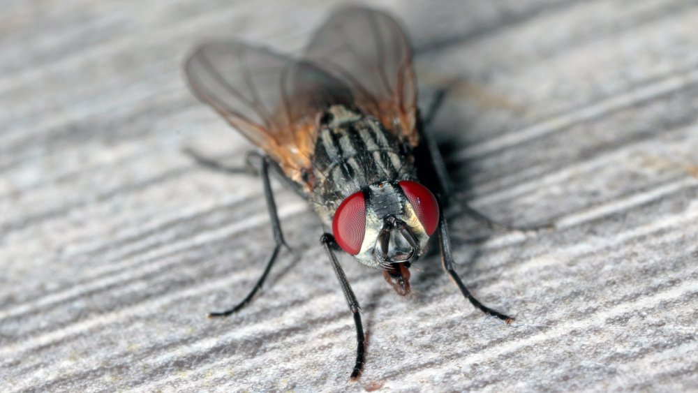 Housefly, disease transmitter 