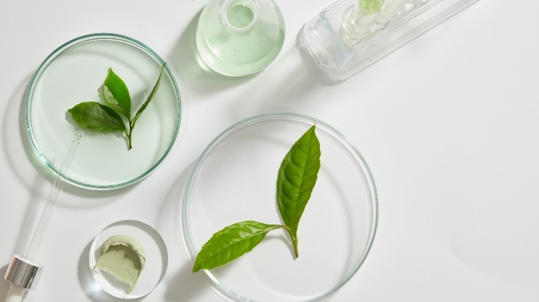 Green tea leaves on a petri dish with tincture