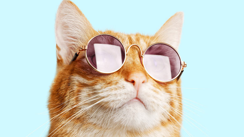 Cat wearing sunglasses