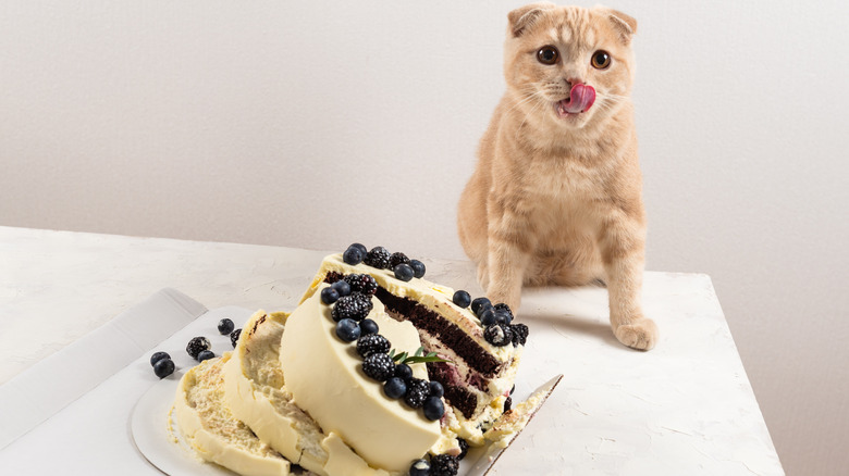 cat near broken cake