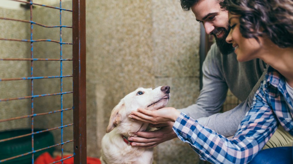 Couple adopting dog