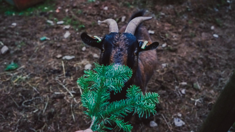 Goat eating Christmas tree