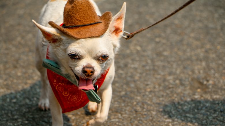 Halloween costume dog